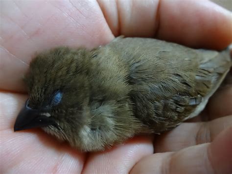 夢到幼鳥|夢見一窩幼鳥什麼預兆